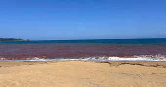 Nước biển chuyển màu nâu đỏ ở Gia Lai: Không phải do tảo nở hoa
