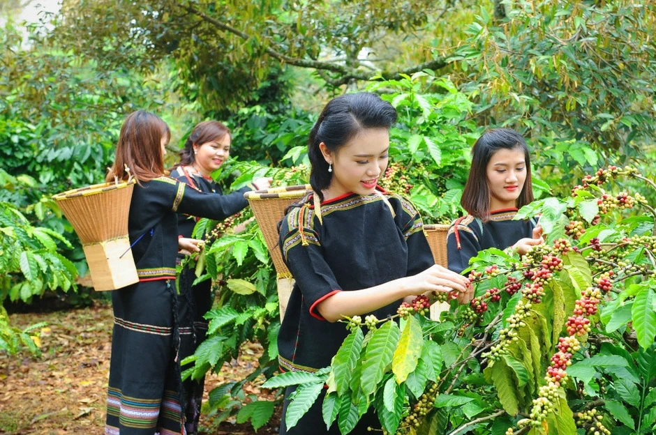 Ông Ksor Phước: Từ những 'làng 6 không', bà con nay đã biết làm kinh tế hàng hóa Ông Ksor Phước: Từ những 'làng 6 không', bà con nay đã biết làm kinh tế hàng hóa