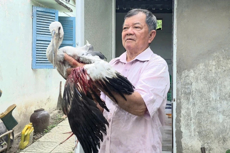 Ông lão 80 tuổi kêu cứu khi vườn chim trời bị săn bắn bất kể ngày đêm Ông lão 80 tuổi kêu cứu khi vườn chim trời bị săn bắn bất kể ngày đêm