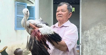 Ông lão 80 tuổi kêu cứu khi vườn chim trời bị săn bắn bất kể ngày đêm