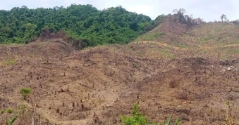 Phá gần 0,5ha rừng tự nhiên, một người dân bị phạt 400 triệu đồng