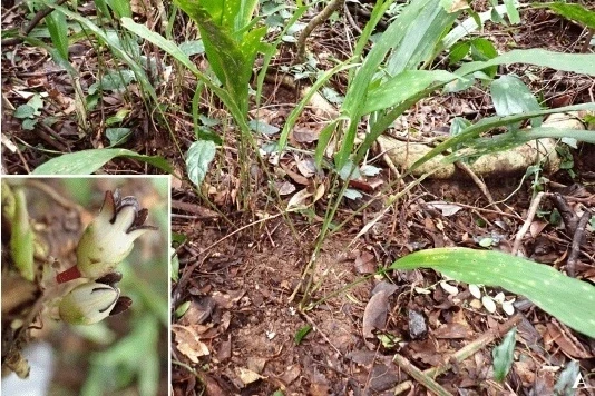 Phát hiện 2 loài thực vật mới ở khu dự trữ Động Châu - Khe Nước Trong