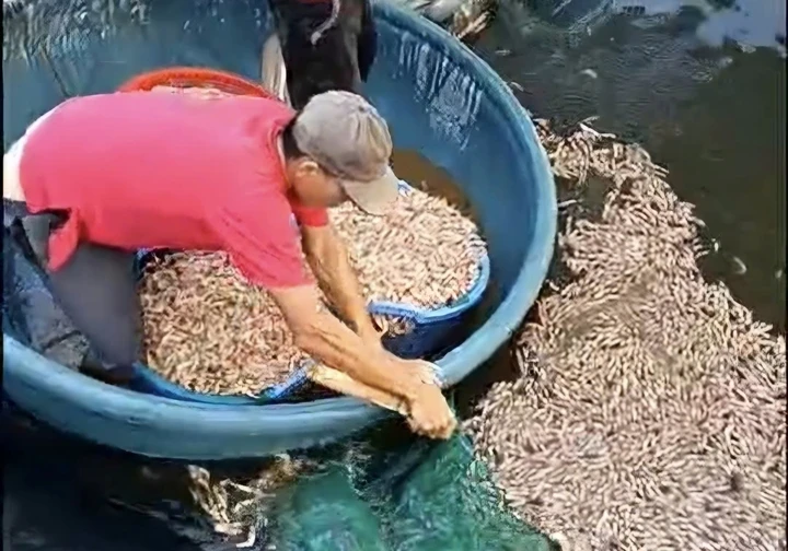 Phát hiện 8 túi lạ dưới đáy ao, công an điều tra vụ tôm chết hàng loạt Phát hiện 8 túi lạ dưới đáy ao, công an điều tra vụ tôm chết hàng loạt
