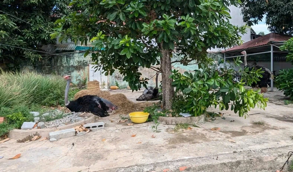 Phát hiện đàn chim đà điểu trên đường vắng ở Tây Ninh, 6 con đã chết Phát hiện đàn chim đà điểu trên đường vắng ở Tây Ninh, 6 con đã chết
