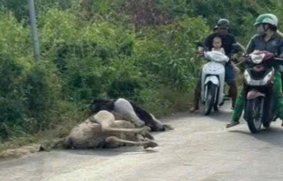 Phát hiện đàn chim đà điểu trên đường vắng ở Tây Ninh, 6 con đã chết Phát hiện đàn chim đà điểu trên đường vắng ở Tây Ninh, 6 con đã chết