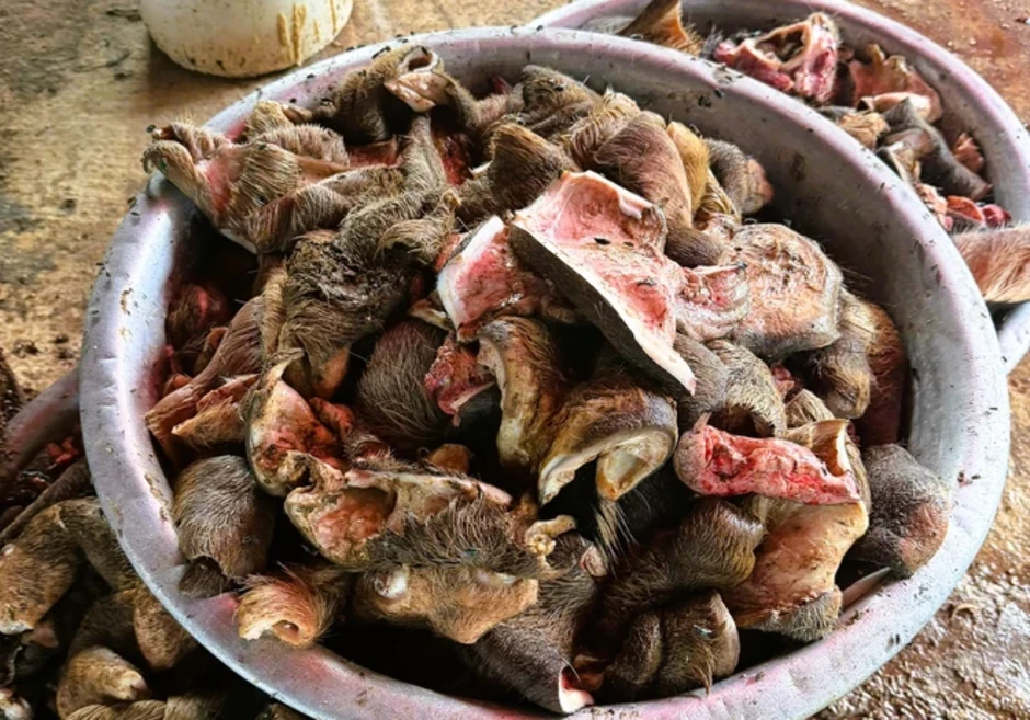 Phát hiện gần 6 tấn chân trâu, bò bốc mùi hôi thối chuẩn bị đưa ra quán nhậu Phát hiện gần 6 tấn chân trâu, bò bốc mùi hôi thối chuẩn bị đưa ra quán nhậu