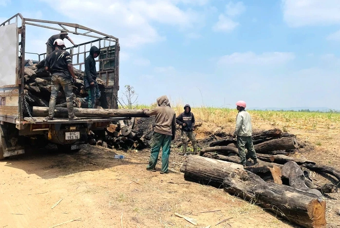 Phát hiện nhiều điểm tập kết gỗ không rõ nguồn gốc ở Gia Lai Phát hiện nhiều điểm tập kết gỗ không rõ nguồn gốc ở Gia Lai