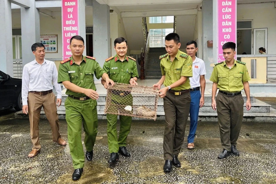 Phát hiện tê tê Java quý hiếm ở nghĩa trang Phát hiện tê tê Java quý hiếm ở nghĩa trang