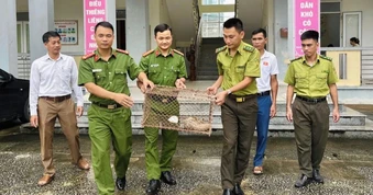 Phát hiện tê tê Java quý hiếm ở nghĩa trang