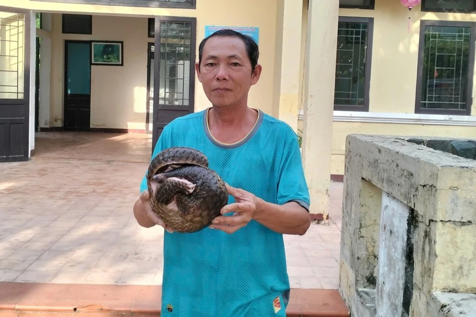 Phát hiện tê tê nguy cấp trôi dạt trên biển Cù Lao Chàm Phát hiện tê tê nguy cấp trôi dạt trên biển Cù Lao Chàm