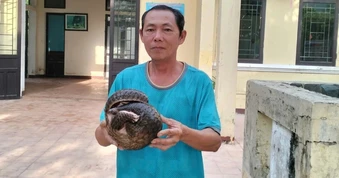 Phát hiện tê tê nguy cấp trôi dạt trên biển Cù Lao Chàm