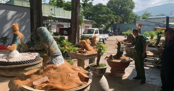 Phạt tiền và tịch thu 42 cây mai vàng không rõ nguồn gốc tại Côn Đảo