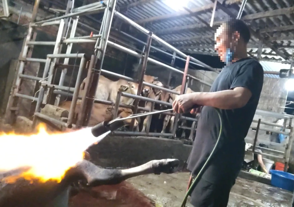 Phú Thọ chỉ đạo nóng vụ lò mổ 'chui' sau phản ánh của Báo Thanh Niên Phú Thọ chỉ đạo nóng vụ lò mổ 'chui' sau phản ánh của Báo Thanh Niên