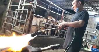 Phú Thọ chỉ đạo nóng vụ lò mổ 'chui' sau phản ánh của Báo Thanh Niên