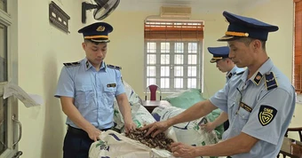 Quản lý thị trường trả lại 80 kg xác ve sầu khô hợp pháp tại Lạng Sơn