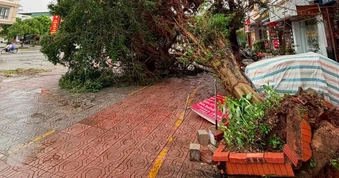 Quảng Ninh: Bão số 1 làm hơn 850 cây xanh đổ, nhiều nhà tốc mái ở Móng Cái