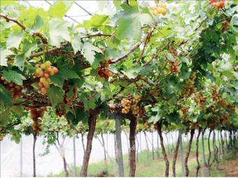 Quyết định của Thủ tướng Chính phủ giao nhiệm vụ phát triển công nghệ chiến lược