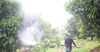 Rác thuốc bảo vệ thực vật gom xong... để đó