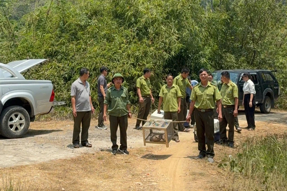 Rắn dài 3m bò vào sân bệnh viện là hổ mang chúa cực độc Rắn dài 3m bò vào sân bệnh viện là hổ mang chúa cực độc