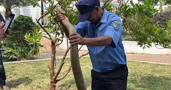 Rắn dài 3m bò vào sân bệnh viện là hổ mang chúa cực độc