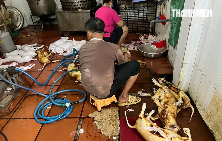 Rùng mình lò giết mổ lậu chó, mèo Rùng mình lò giết mổ lậu chó, mèo