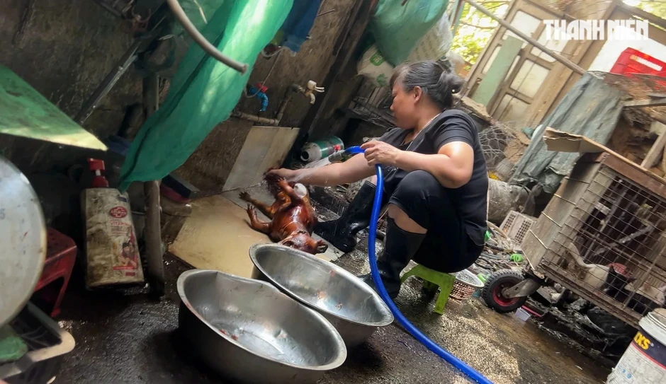 Rùng mình lò giết mổ lậu chó, mèo Rùng mình lò giết mổ lậu chó, mèo