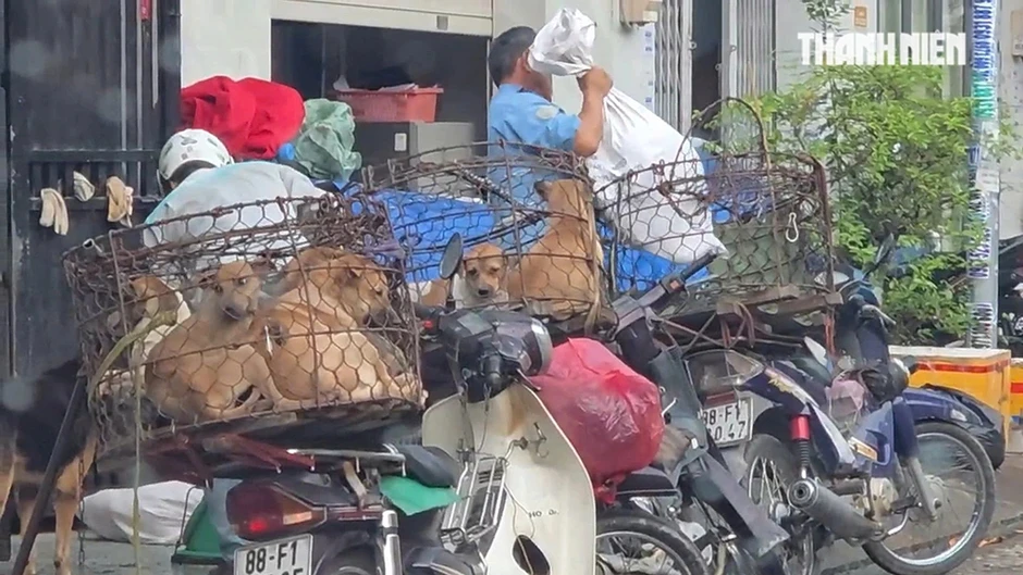 Rùng mình lò giết mổ lậu chó, mèo Rùng mình lò giết mổ lậu chó, mèo