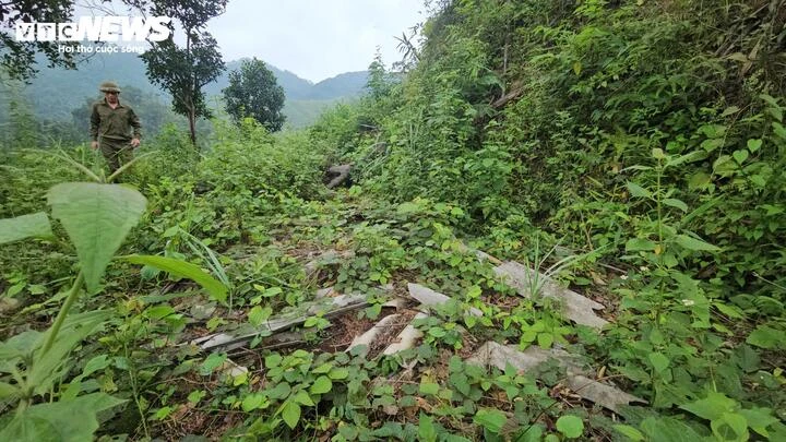 Rừng phòng hộ bị 'xẻ thịt' và những cửa lò bí ẩn tại Quảng Ninh Rừng phòng hộ bị 'xẻ thịt' và những cửa lò bí ẩn tại Quảng Ninh
