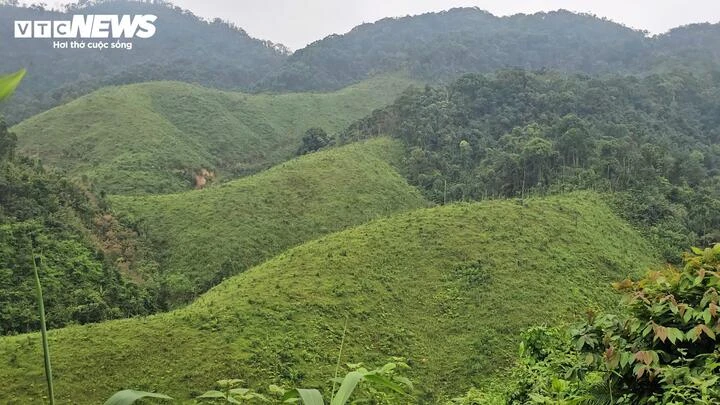 Rừng phòng hộ bị 'xẻ thịt' và những cửa lò bí ẩn tại Quảng Ninh Rừng phòng hộ bị 'xẻ thịt' và những cửa lò bí ẩn tại Quảng Ninh