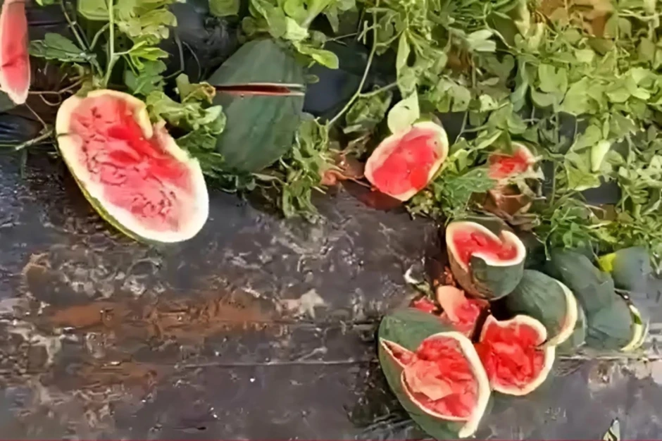 Ruộng dưa hấu sắp thu hoạch bị phá hoại Ruộng dưa hấu sắp thu hoạch bị phá hoại