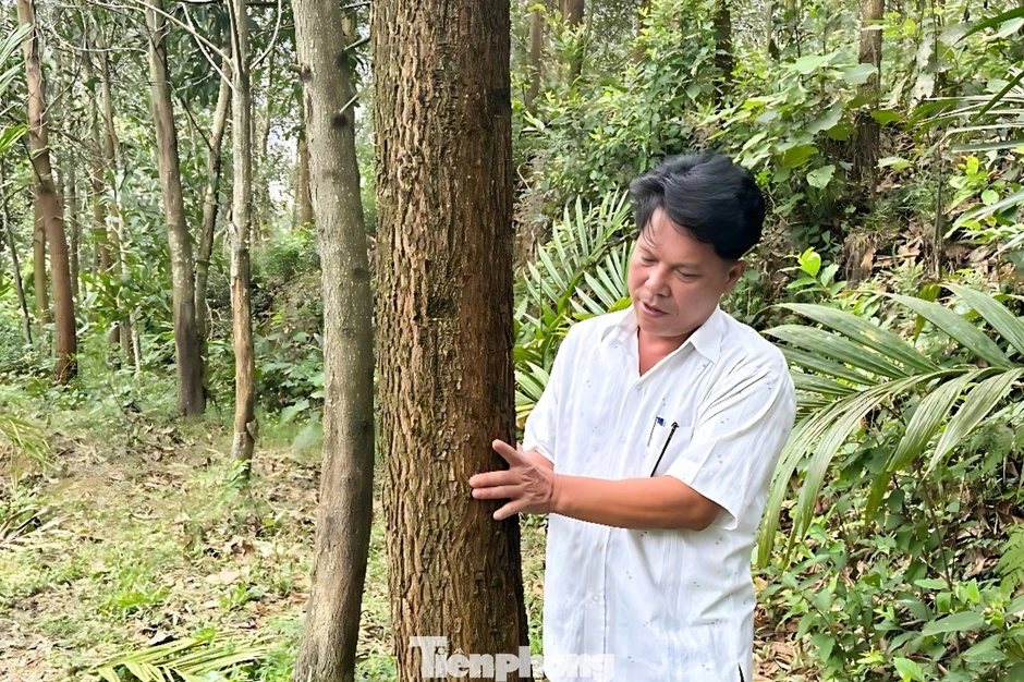 Sau sáp nhập, Đà Nẵng rộng cửa bước vào thị trường tín chỉ carbon toàn cầu Sau sáp nhập, Đà Nẵng rộng cửa bước vào thị trường tín chỉ carbon toàn cầu
