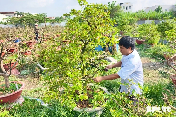 Sau Tết, nhà vườn ở TP.HCM tất bật 'hồi sức' mai vàng Sau Tết, nhà vườn ở TP.HCM tất bật 'hồi sức' mai vàng