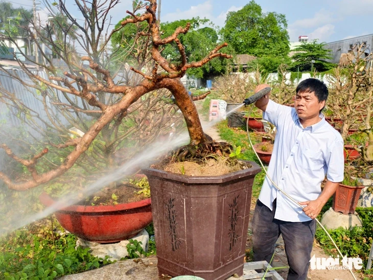 Sau Tết, nhà vườn ở TP.HCM tất bật 'hồi sức' mai vàng Sau Tết, nhà vườn ở TP.HCM tất bật 'hồi sức' mai vàng