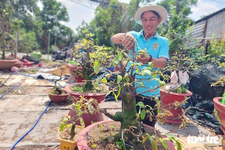 Sau Tết, nhà vườn ở TP.HCM tất bật 'hồi sức' mai vàng Sau Tết, nhà vườn ở TP.HCM tất bật 'hồi sức' mai vàng