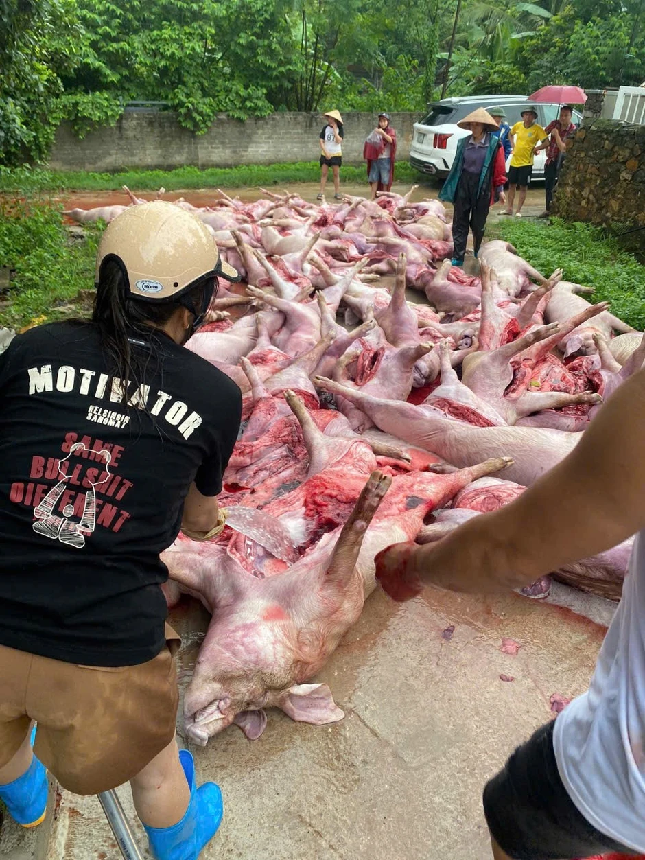 Sét đánh làm mất điện , hơn 550 con lợn chết ngạt gây thiệt hại 5 , 5 tỷ đồng tại Bắc Ninh