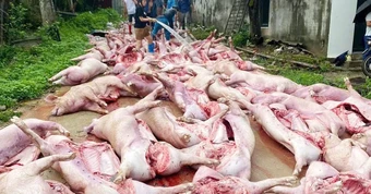Sét đánh làm mất điện , hơn 550 con lợn chết ngạt gây thiệt hại 5 , 5 tỷ đồng tại Bắc Ninh