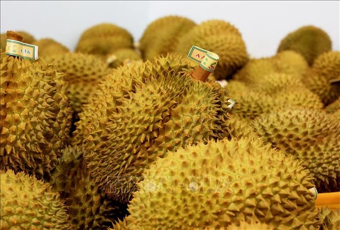 Tập trung nâng cao năng suất, chất lượng và hiệu quả sản xuất sầu riêng Tập trung nâng cao năng suất, chất lượng và hiệu quả sản xuất sầu riêng