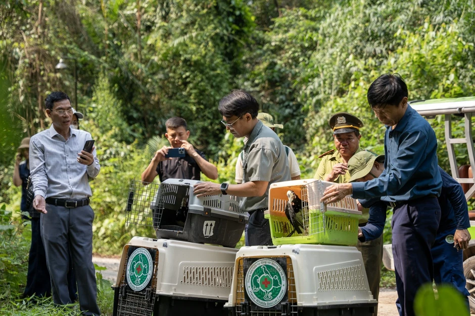 Thả chim hồng hoàng, gà lôi trắng và hơn 160 cá thể động vật về tự nhiên Thả chim hồng hoàng, gà lôi trắng và hơn 160 cá thể động vật về tự nhiên