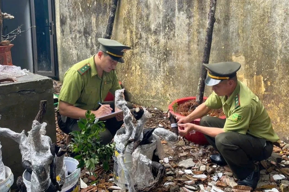 Thanh Hóa chuyển cây muội hồng bị tịch thu về khu bảo tồn để chăm sóc Thanh Hóa chuyển cây muội hồng bị tịch thu về khu bảo tồn để chăm sóc
