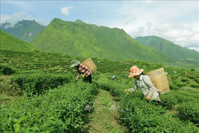 Thành lập Ban Chỉ đạo Trung ương Chương trình mục tiêu quốc gia vùng đồng bào dân tộc thiểu số và miền núi Thành lập Ban Chỉ đạo Trung ương Chương trình mục tiêu quốc gia vùng đồng bào dân tộc thiểu số và miền núi