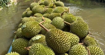 Thêm 401 vùng trồng và 166 cơ sở đóng gói sầu riêng được phê duyệt