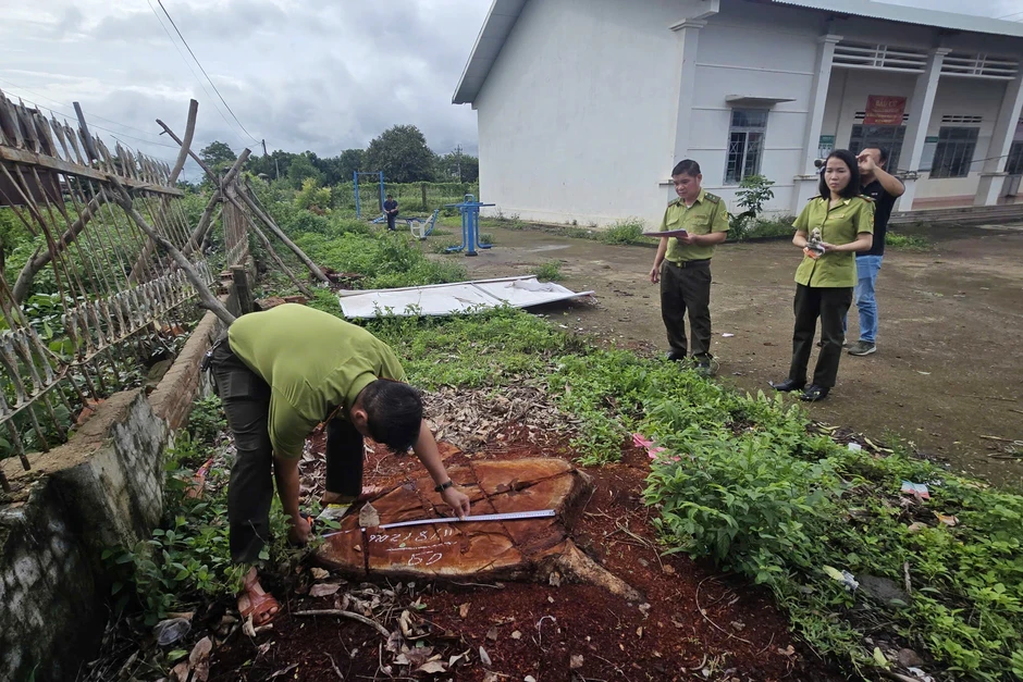Thông tin mới vụ hàng loạt cây xanh bị cưa hạ tại trụ sở xã ở Gia Lai Thông tin mới vụ hàng loạt cây xanh bị cưa hạ tại trụ sở xã ở Gia Lai