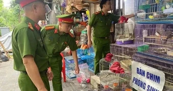 Thu giữ 220 cá thể chim di đá không rõ nguồn gốc ở Hà Nội