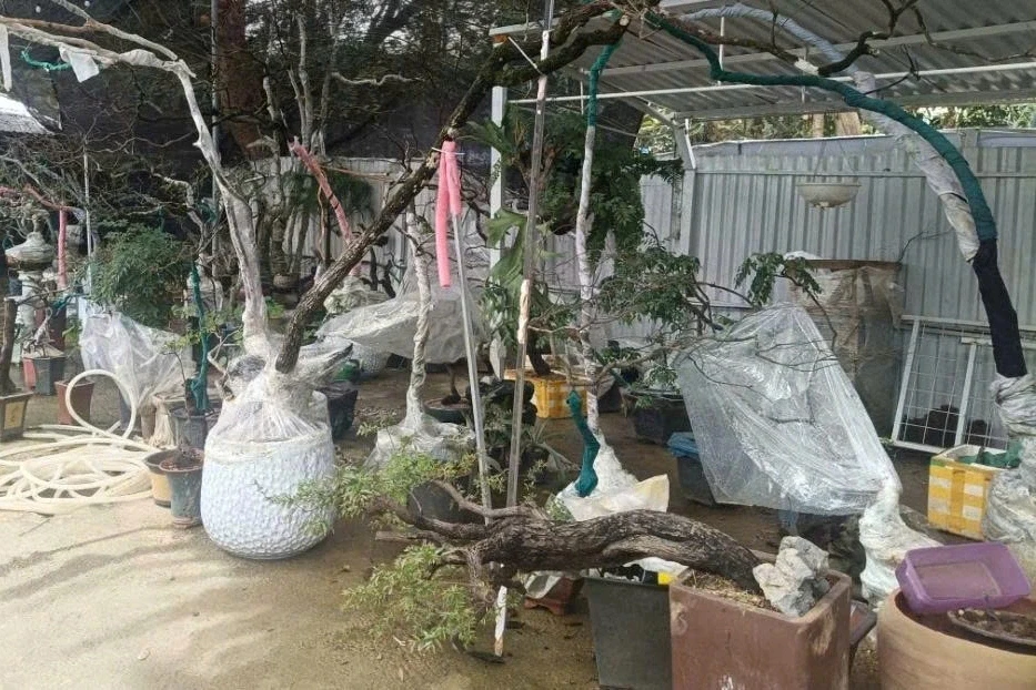 Thu giữ hàng trăm cây muội hồng bị khai thác, mua bán trái phép Thu giữ hàng trăm cây muội hồng bị khai thác, mua bán trái phép