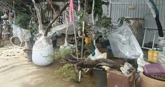 Thu giữ hàng trăm cây muội hồng bị khai thác, mua bán trái phép