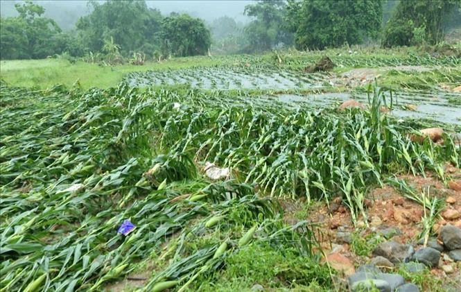 Thủ tướng chỉ thị tăng cường công tác phòng, chống thiên tai Thủ tướng chỉ thị tăng cường công tác phòng, chống thiên tai