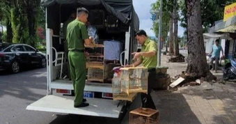 Tịch thu 35 con chim chào mào không rõ nguồn gốc ở TPHCM