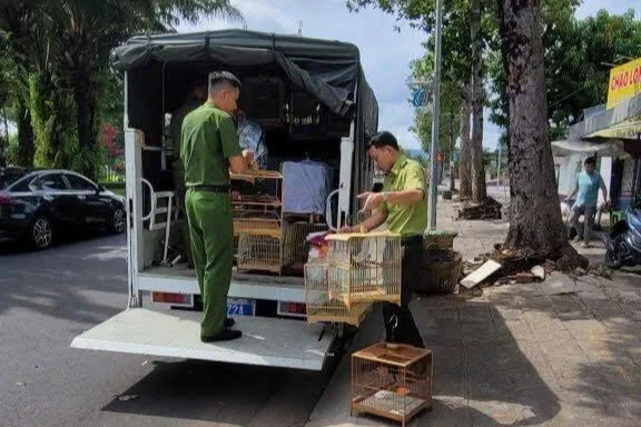 Tịch thu 35 con chim chào mào không rõ nguồn gốc ở TPHCM Tịch thu 35 con chim chào mào không rõ nguồn gốc ở TPHCM