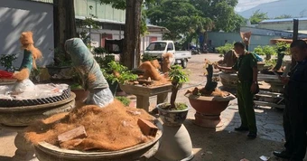 Tịch thu 42 cây mai kiểng: Khúc mắc giữa tài sản cá nhân và lâm sản