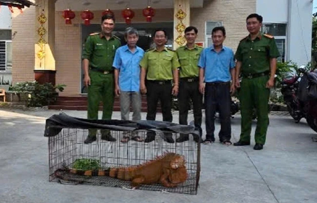 Tiếp nhận rồng Nam Mỹ 'khủng' do người dân giao nộp Tiếp nhận rồng Nam Mỹ 'khủng' do người dân giao nộp
